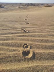 עקבות בעלי-חיים בדיונות-סמר, השבוע(צילום: דב גרינבלט)